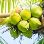kokos-palme-kokos-nuss-vorteile-fuer-unser-gesundheit