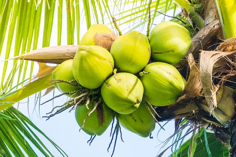 kokos-palme-kokos-nuss-vorteile-fuer-unser-gesundheit