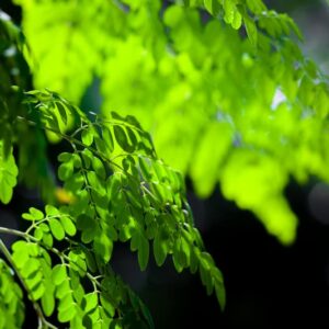 kraft-der-superfoods-moringa-oleifera-frische-gruene-baumblaetter